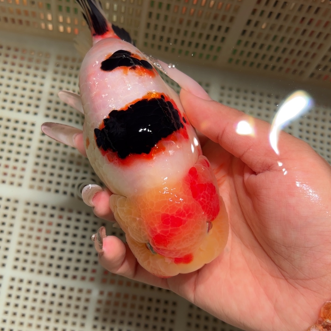 独****金鱼拍包装包邮，不拍包装运费到付