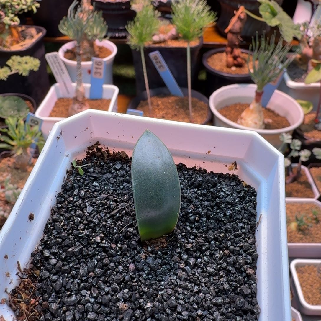 腊叶灯台百合967 仙人掌