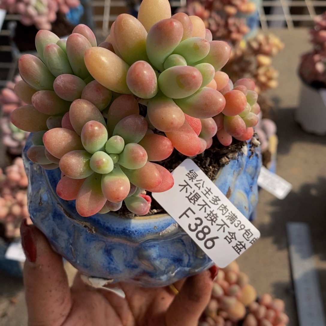 派大星386/8cm多肉