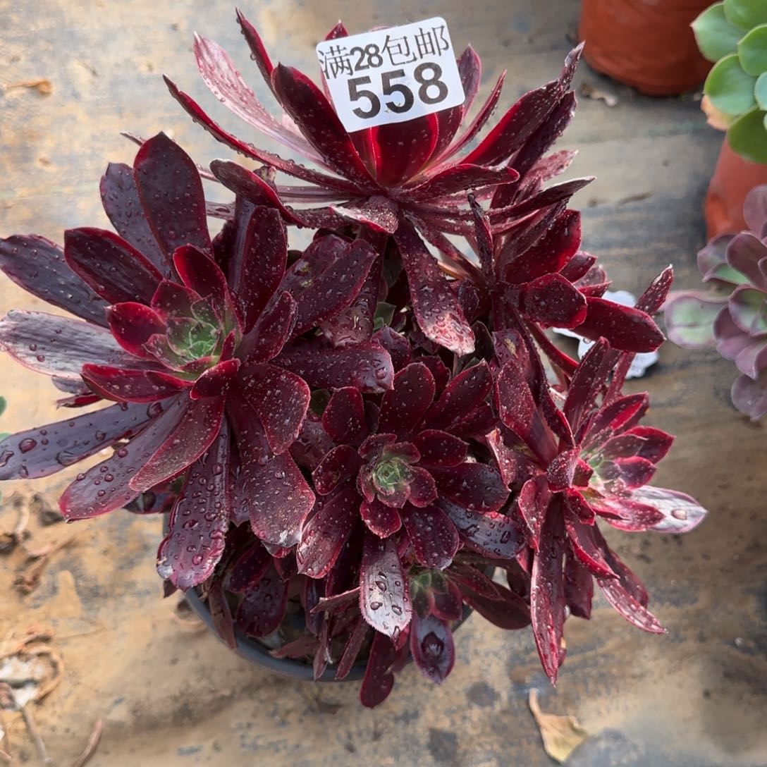 赤霞飞多肉558满28包邮断枝不包