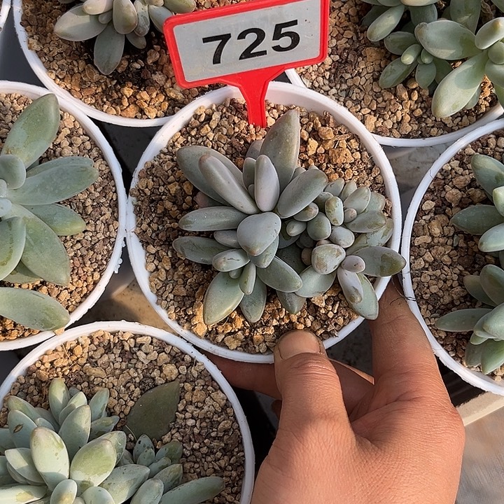 多肉植物企鹅群725