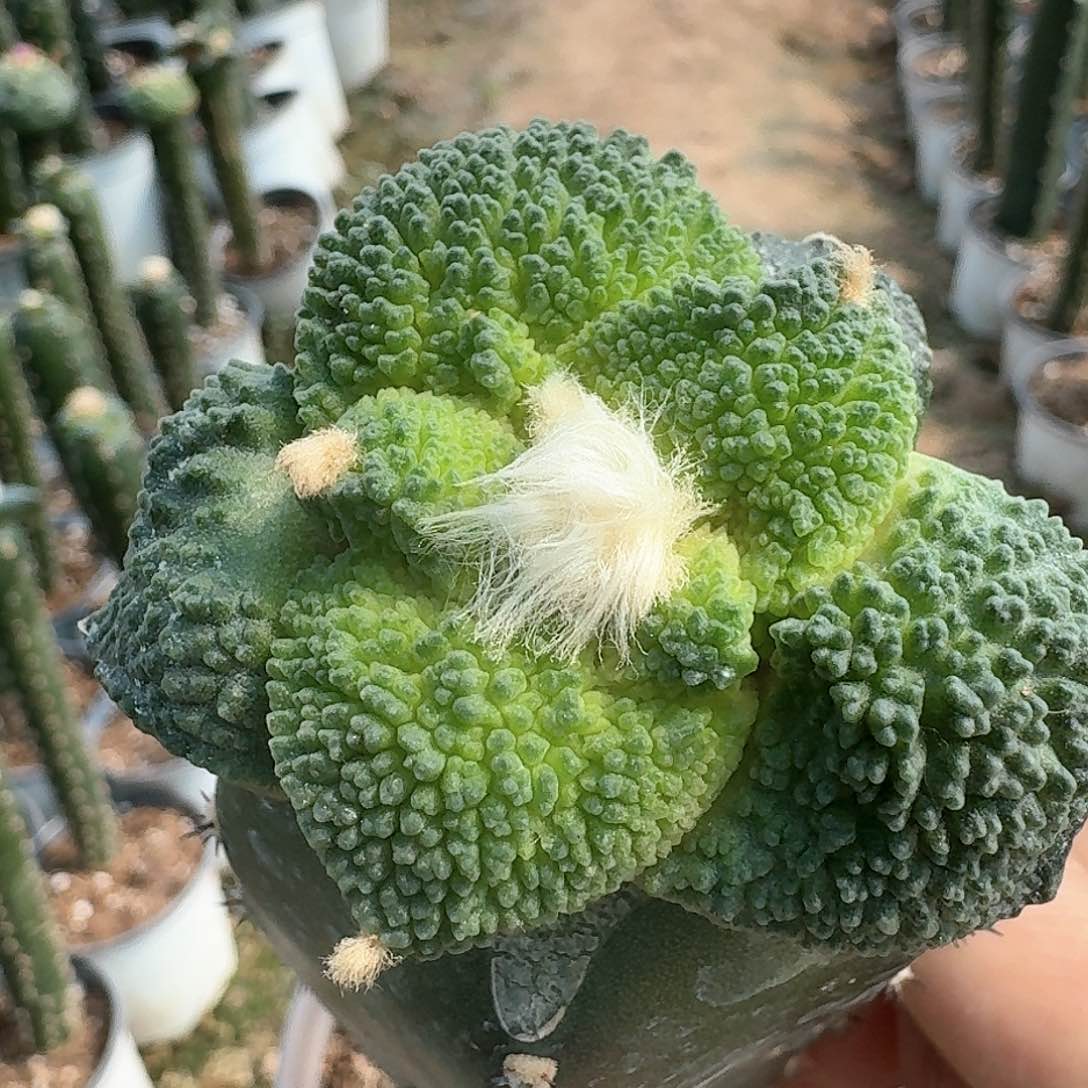 【闪购商品】无花朵大尤密尤哥斯拉624