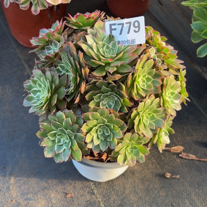 瑞妈，，。。。。。779莲花，