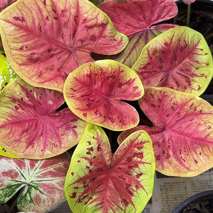 胖***怪92-1226下播福利广东现货