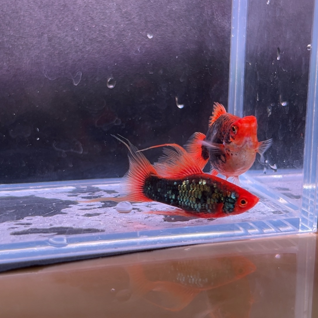 孔雀鱼月光球一对