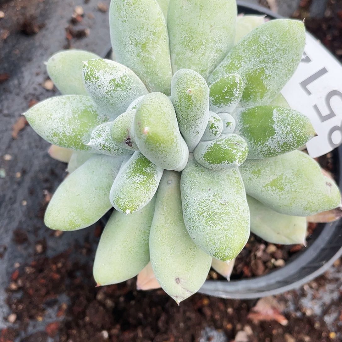 花朵拇指老桩8514