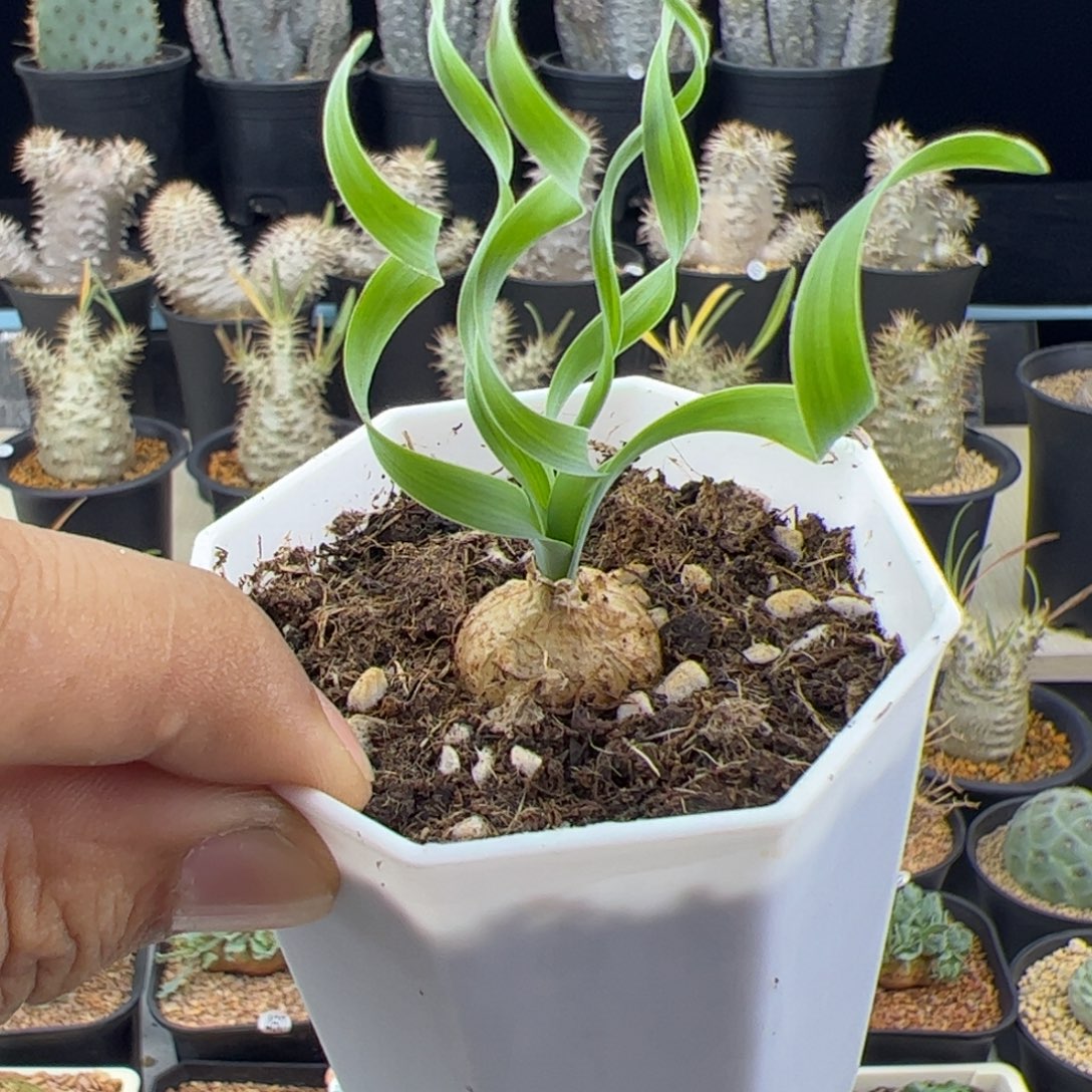 宽弹簧草一物一拍