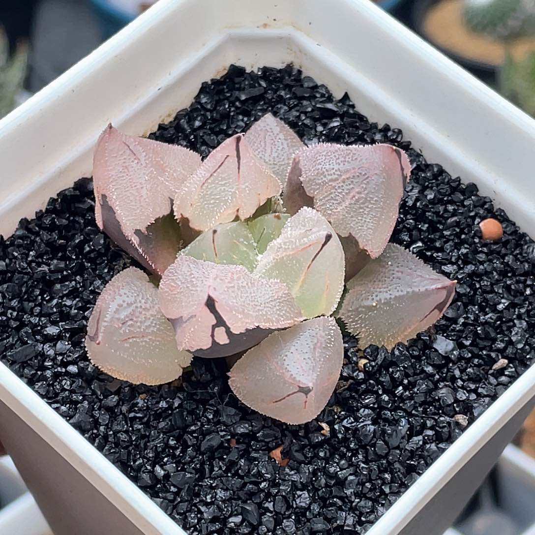 实生全窗冰城 致远多肉