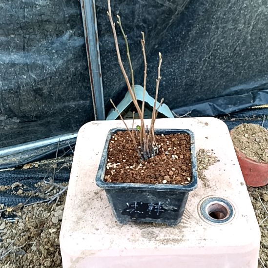 无花朵黑辣椒根苗