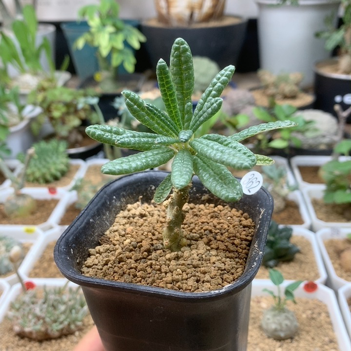 泡泡叶巨琉桑扦插带盆362