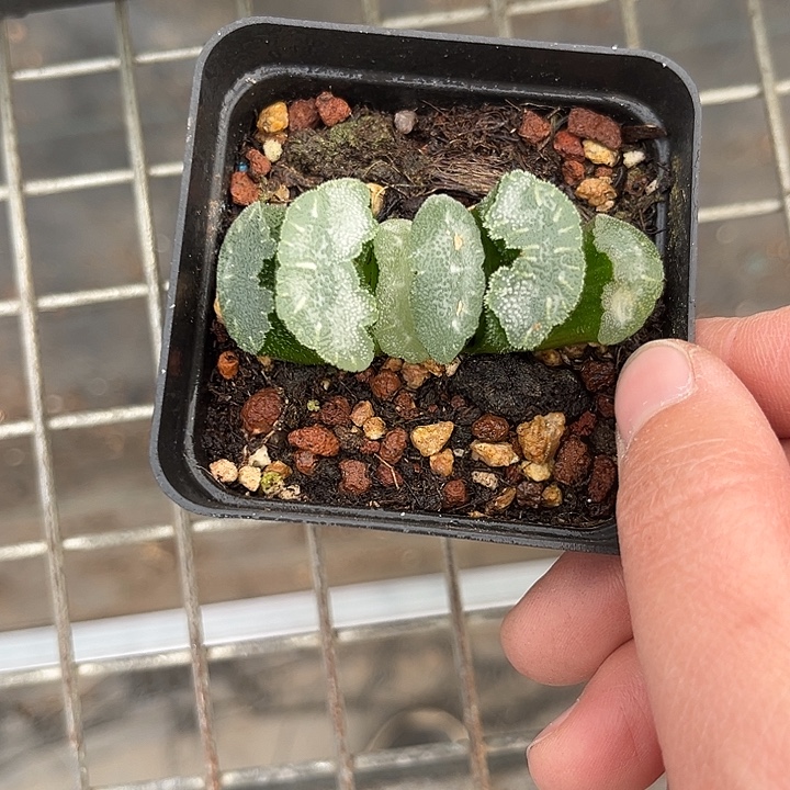 我也不知道我为什么要