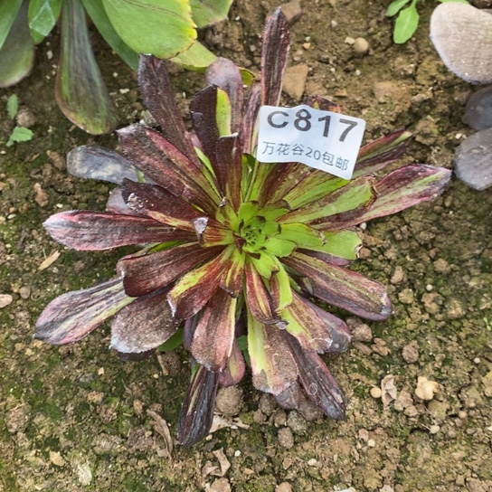 817繁花多肉植物