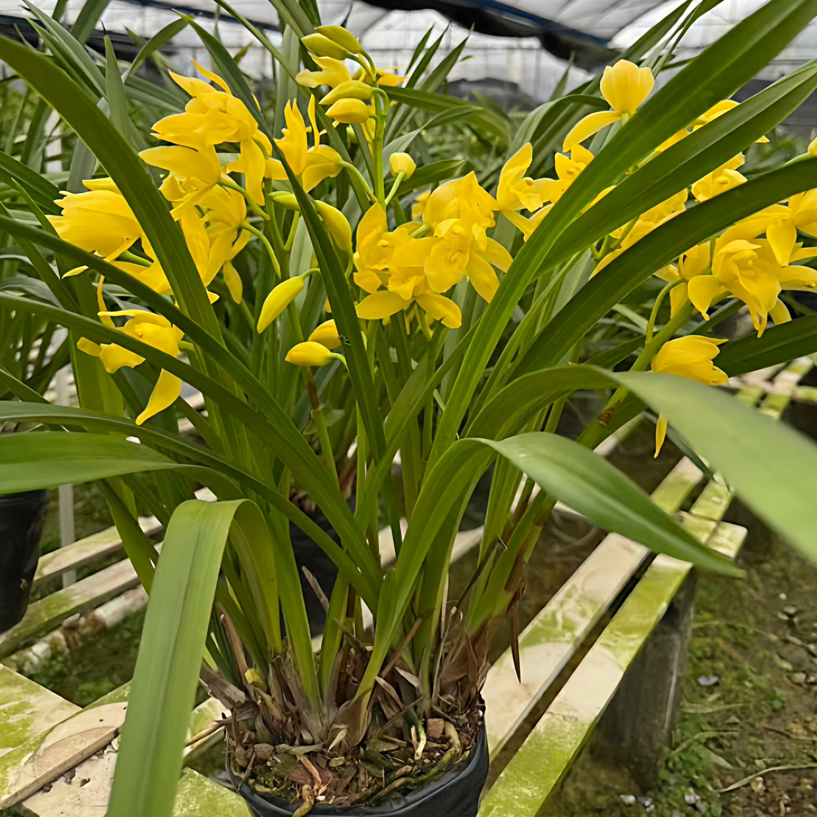 兰花建兰四季兰黄金小神童黄花浓香带花苞室内好养易活绿植花卉