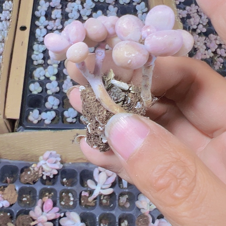 桃蛋精品多肉植物大战