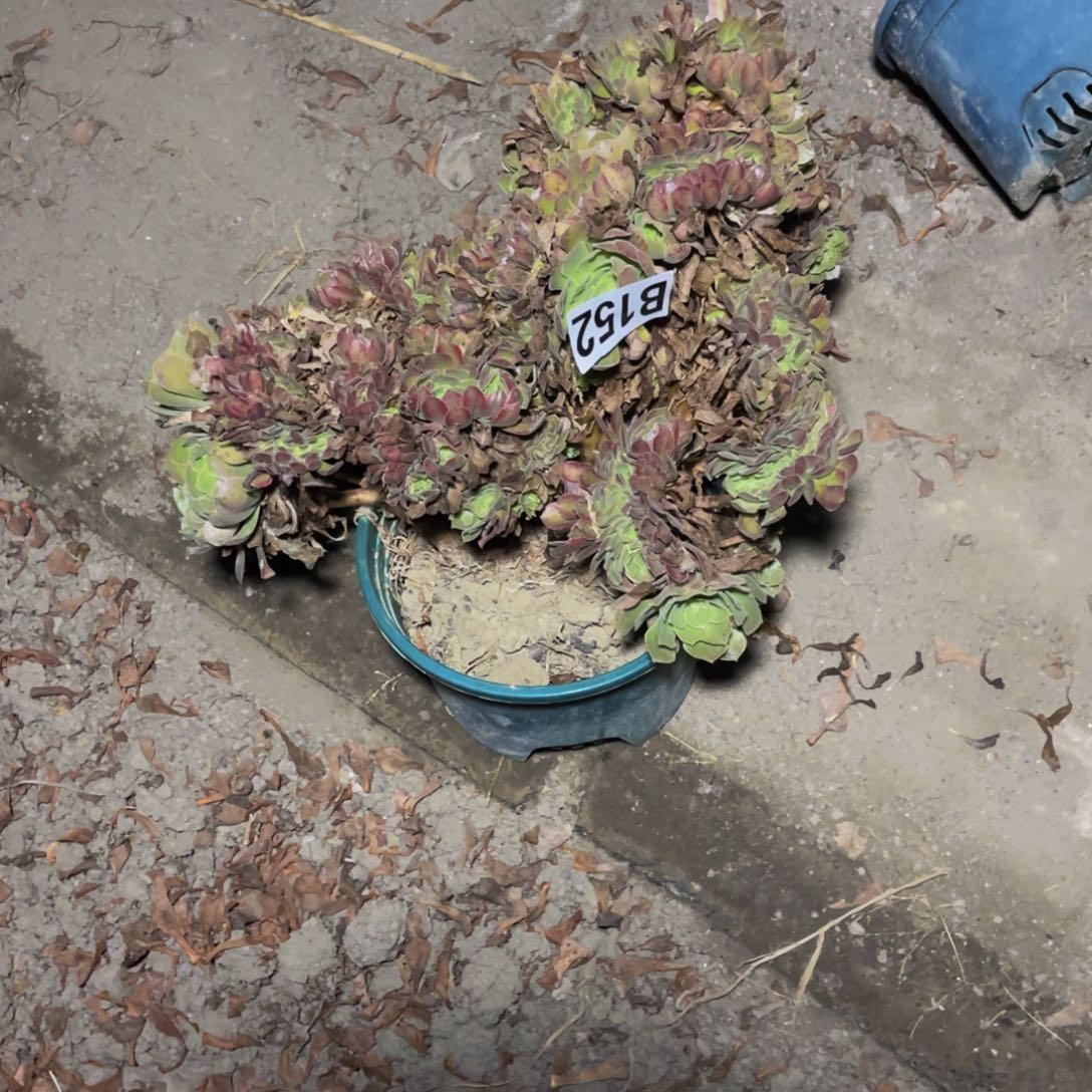 雅典娜14//—10包邮