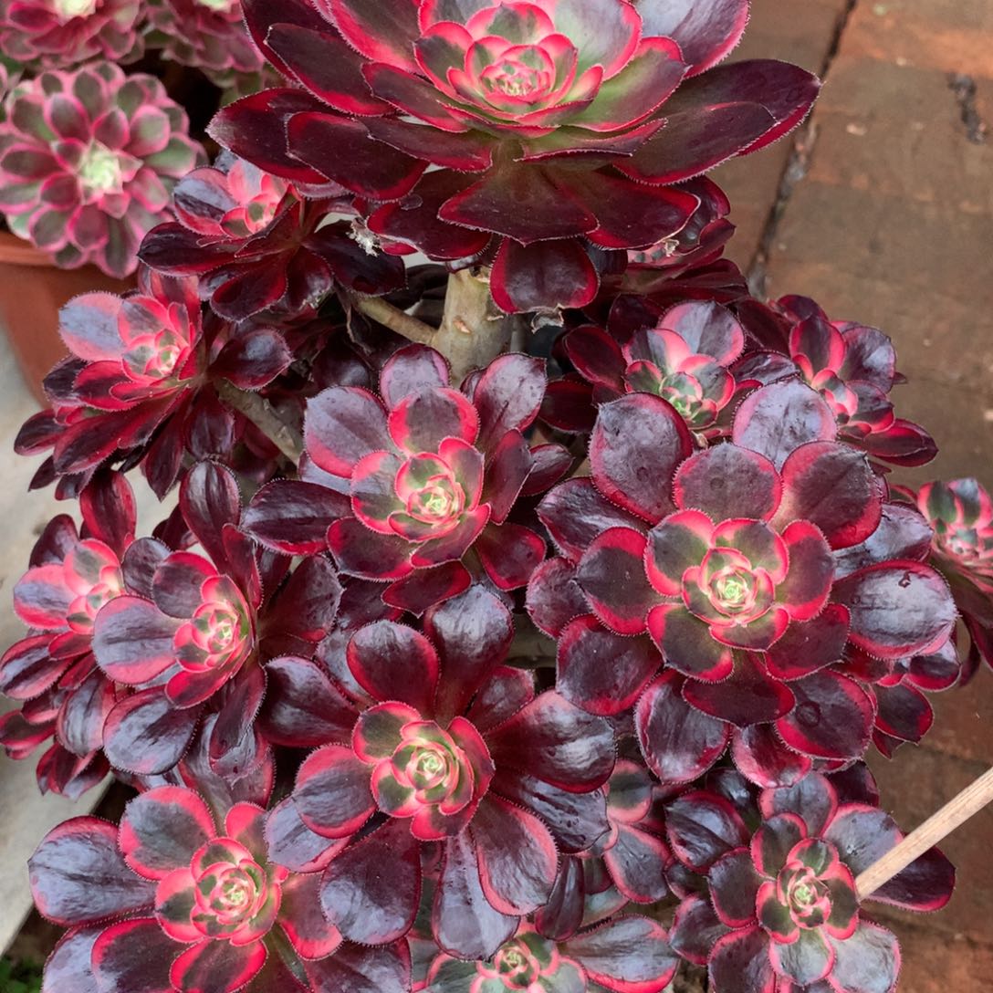 丽娜锦，多肉植物的