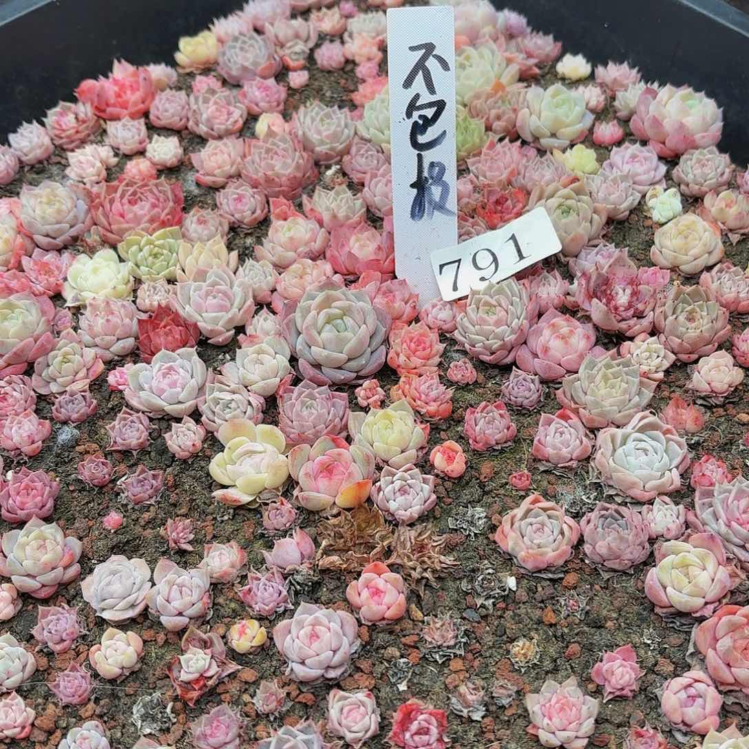 多肉植物多肉植物791