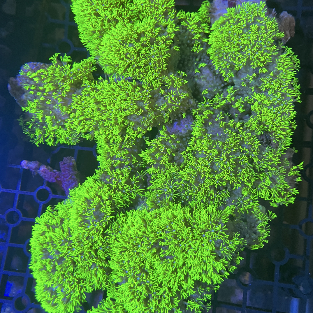 荧光绿草皮珊瑚长须北海无毒LPS珊瑚皮实软体珊瑚新手海缸生物