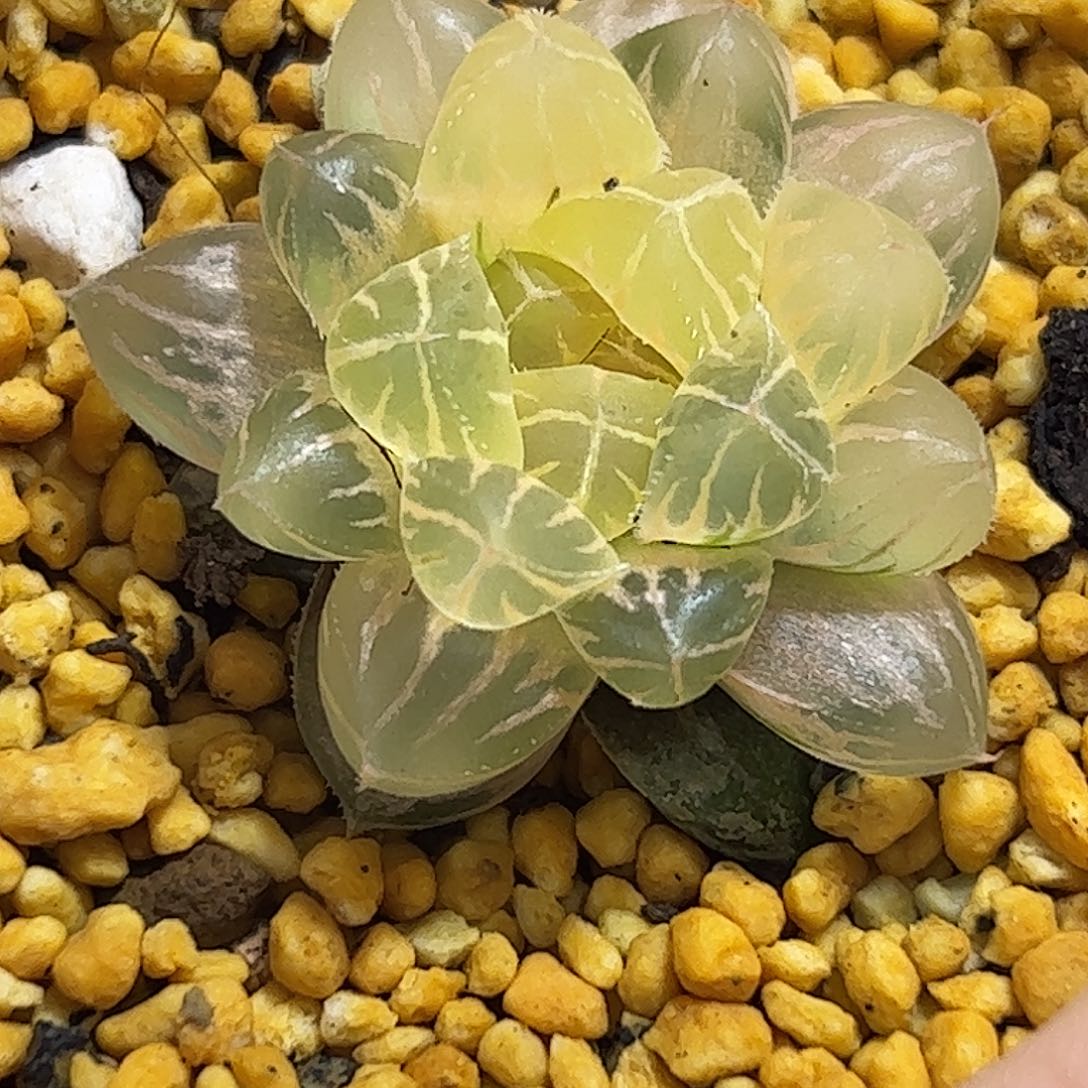 糊斑菲桃锦十二卷多肉植物