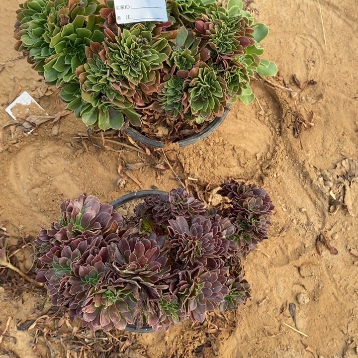 完全开放565组合套餐多肉植物