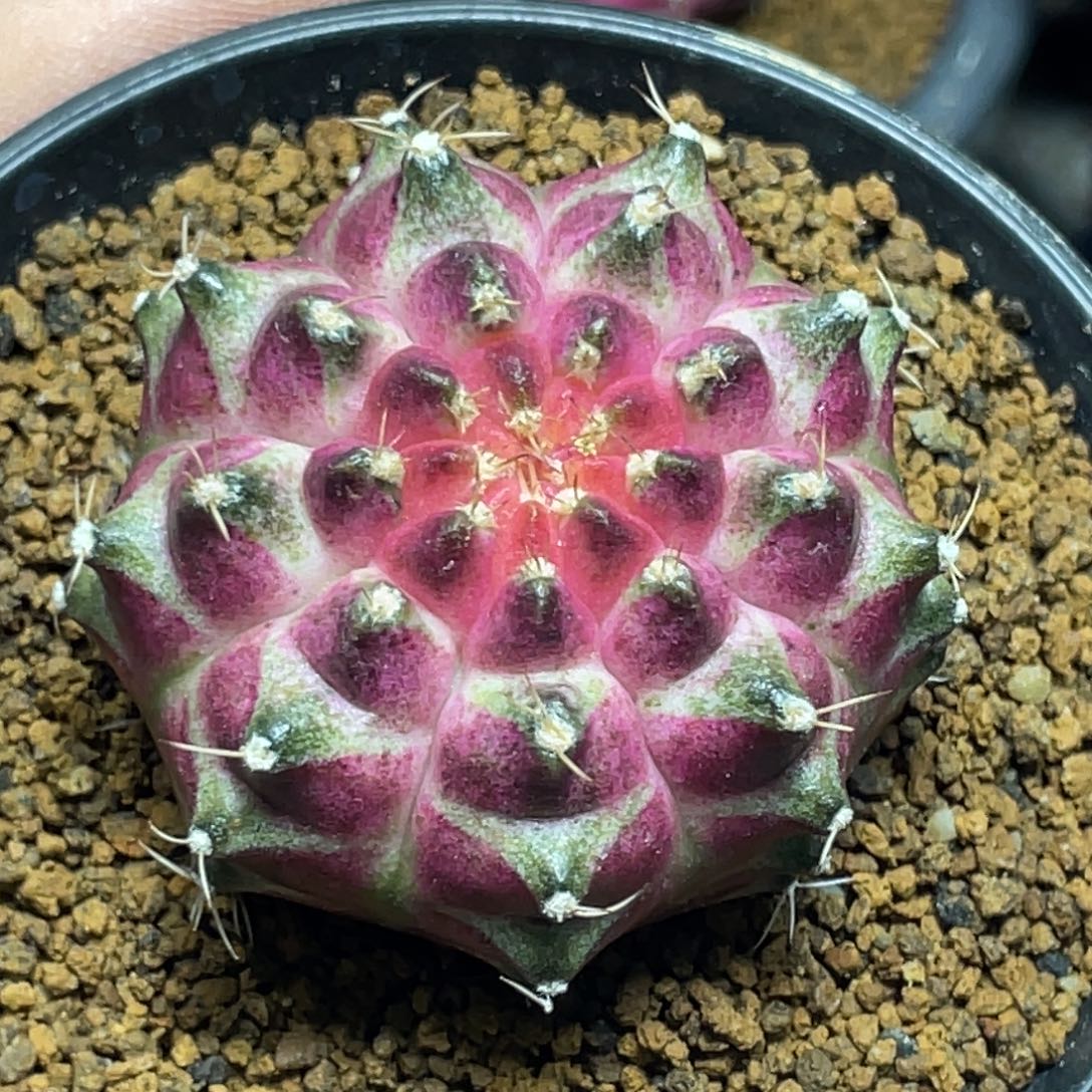 当前无花朵，栽培后可花朵紫粉宽白v