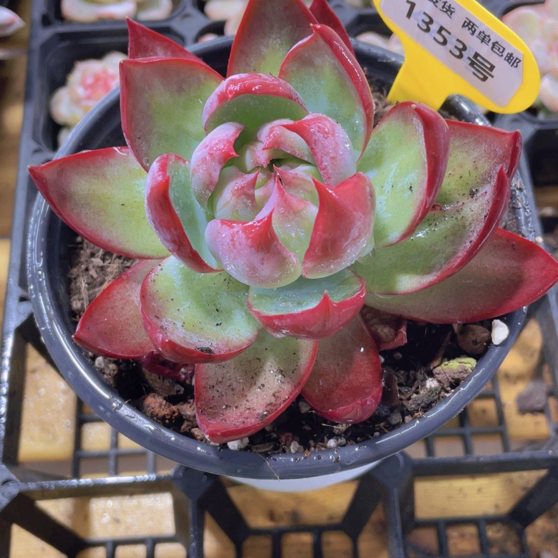 1353号 宽叶精品惊鸿仙子大单头一个