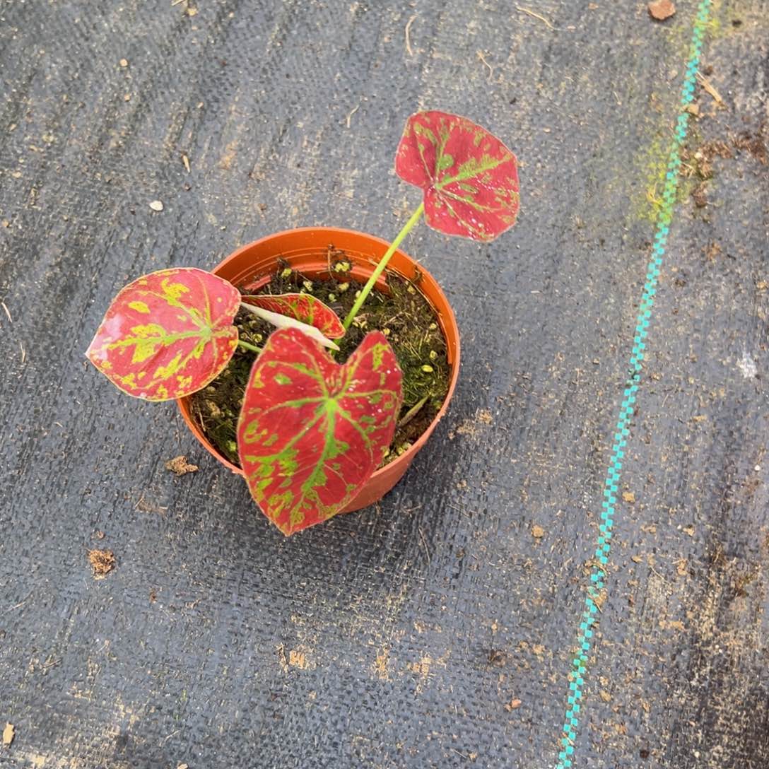 龟***龟完全开放9435泰彩