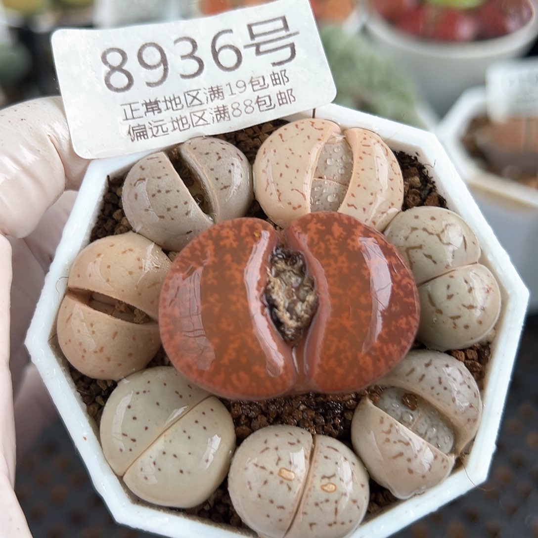 好养易活生石花大母本8936