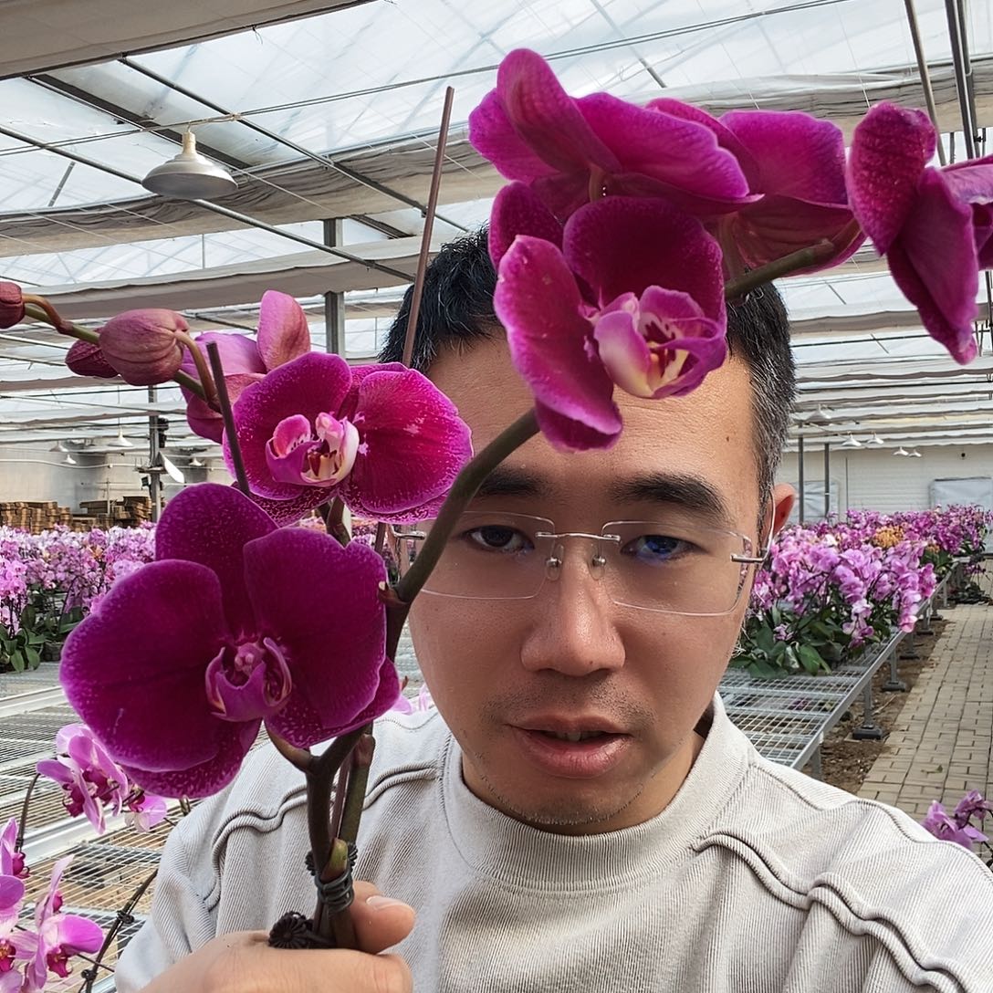 兰***花完全开放类似黑玫瑰花后苗2颗