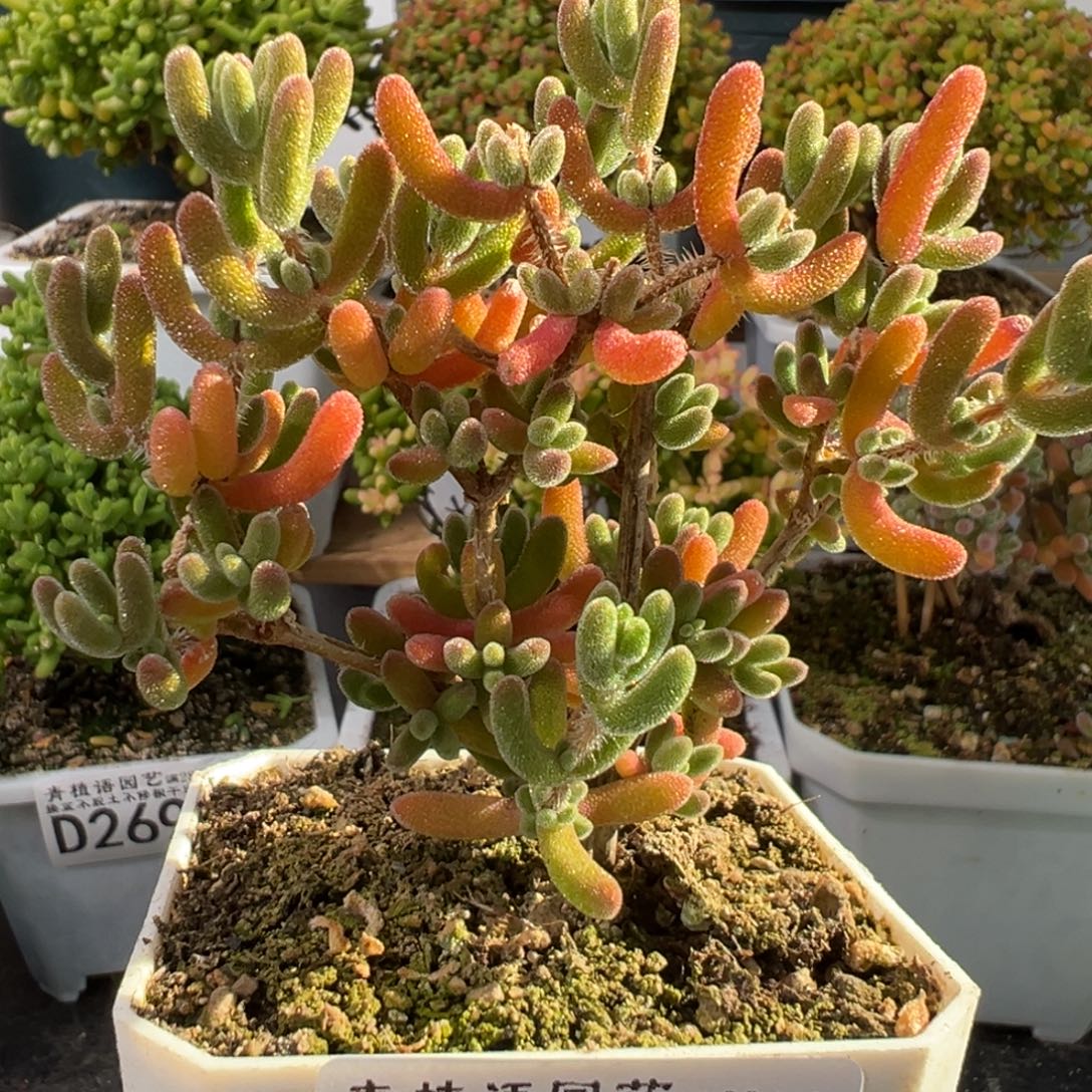 D2706琉璃一物一拍