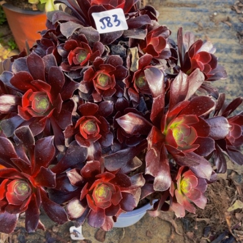 瓯紫玫瑰多肉植物造型桩583多肉不包断