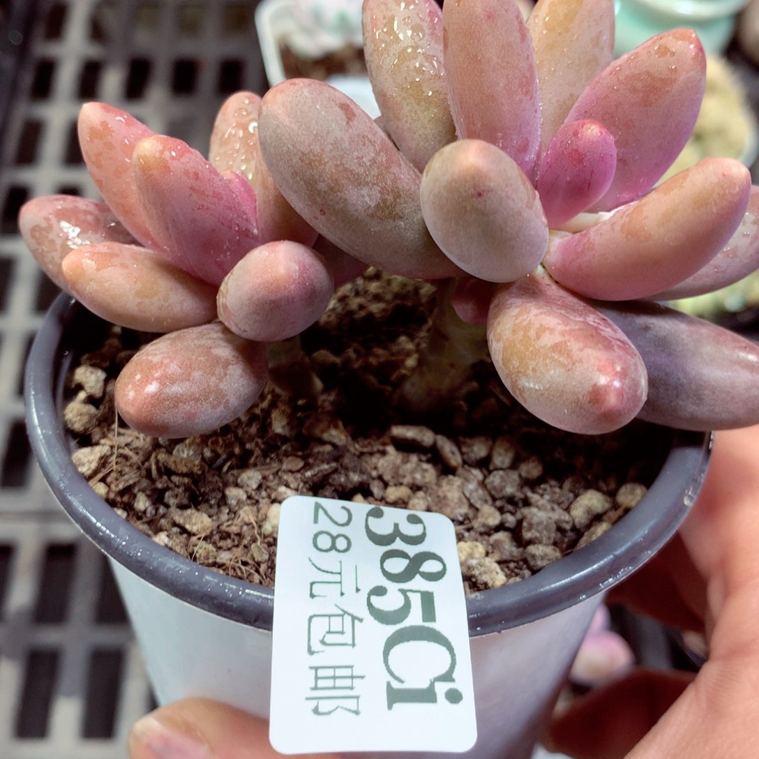 5厘米盆精控多肉385