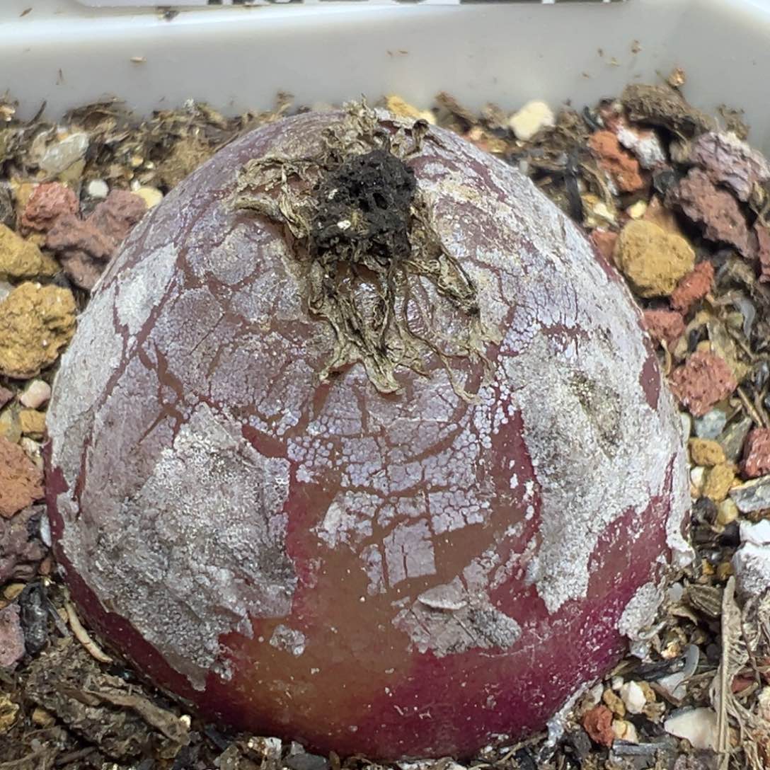 【闪购商品】 228。    