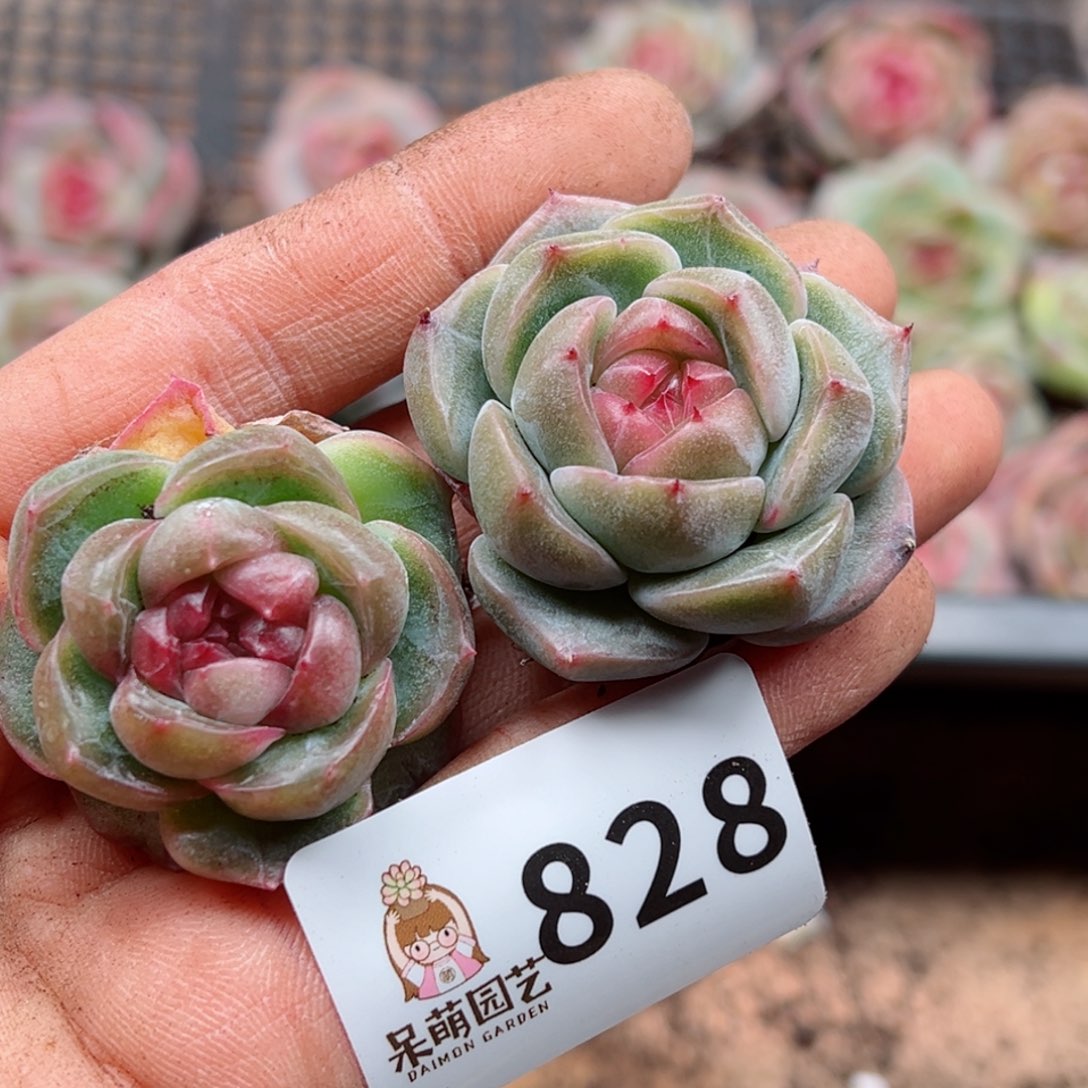 多肉植物多肉植物