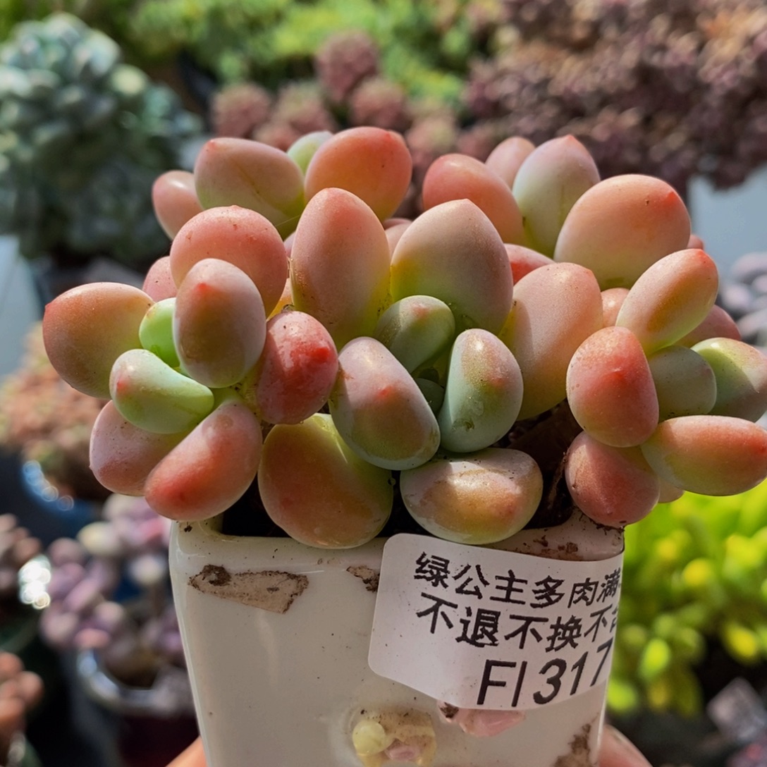 317橘子香水8cm多肉