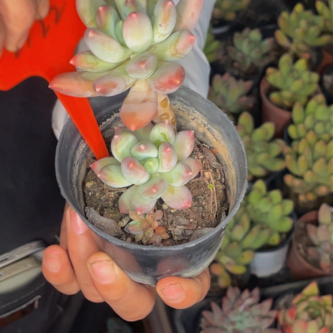 *️****2722号晚上多肉植物群生多肉