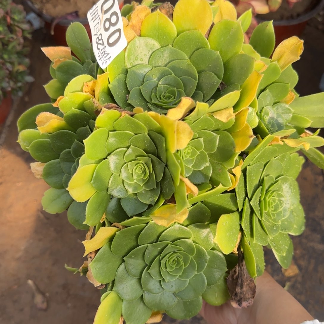 绿羊绒多肉瑕疵080满28包邮断枝不包