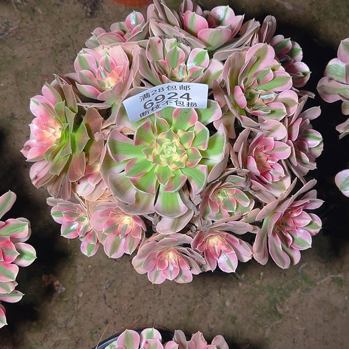 6924粉女巫多肉植物