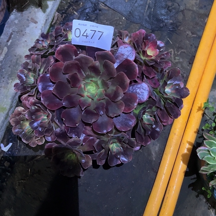0477美杜莎多肉植物