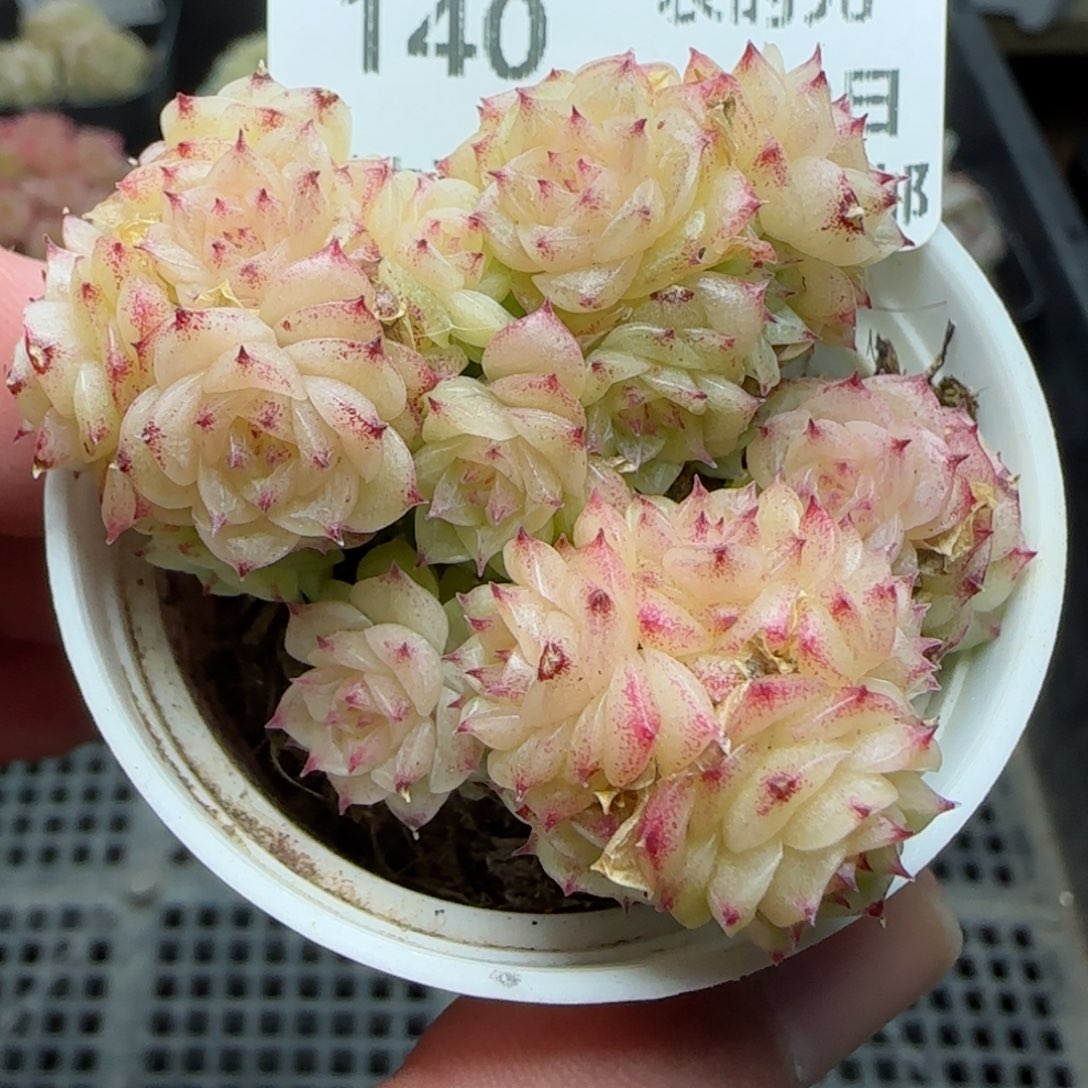 0209-140小脸麦秆