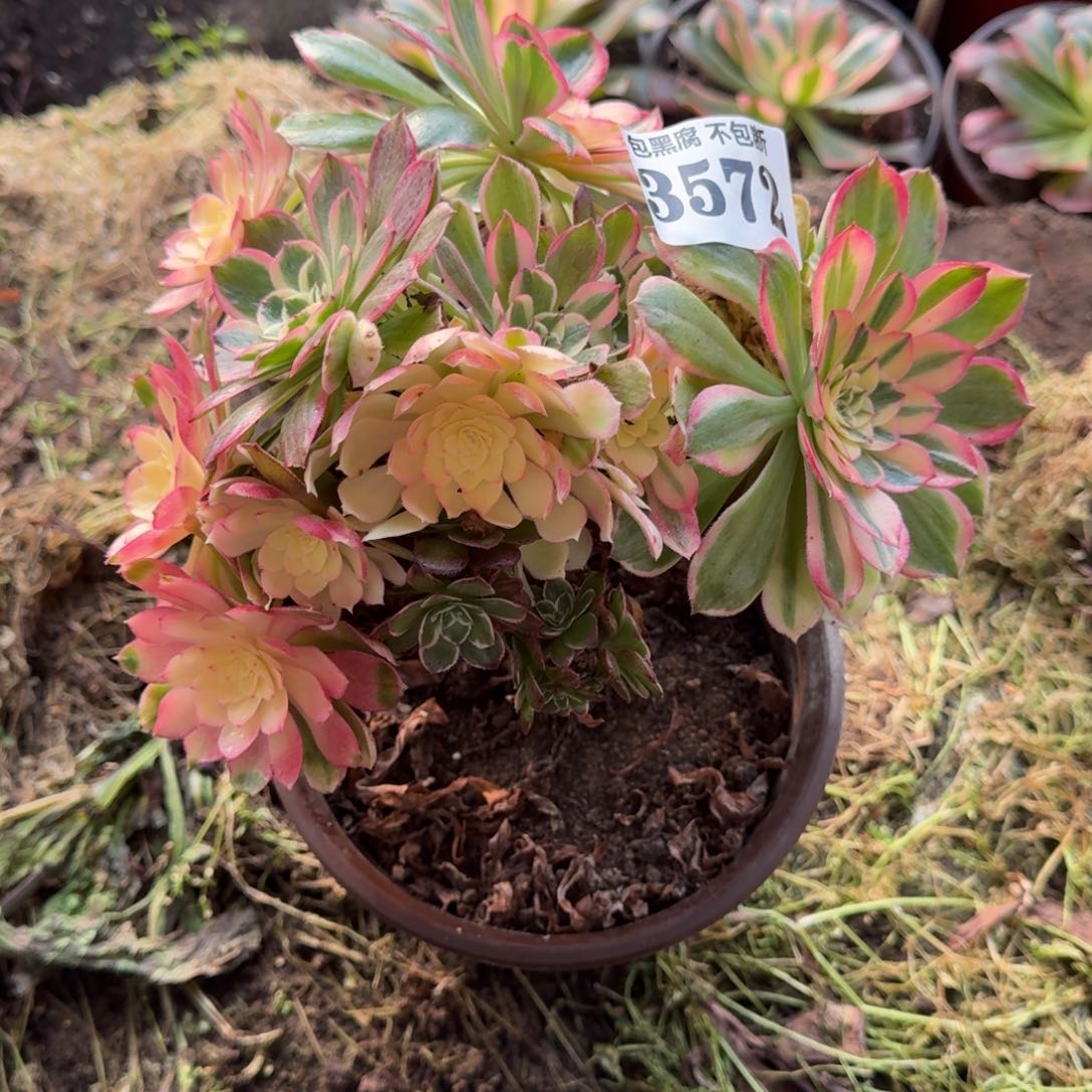 法师丘比特砍头3572 19-47