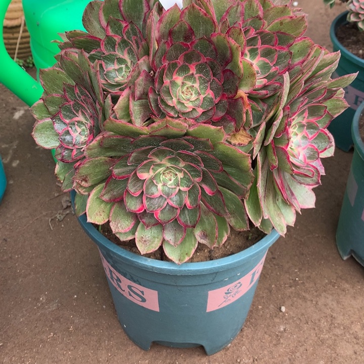 535莲花座多肉植物特价