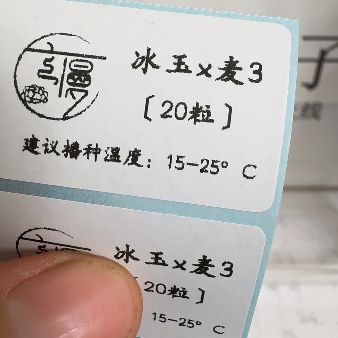 2025杂交多肉种子冰玉杂麦三20粒不包出芽率