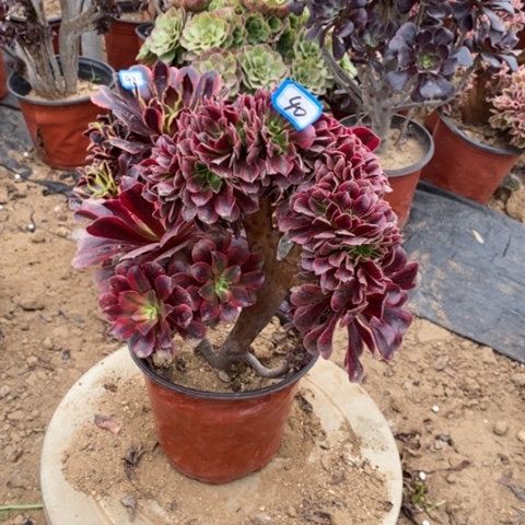 美杜莎缀瑕疵一物一拍