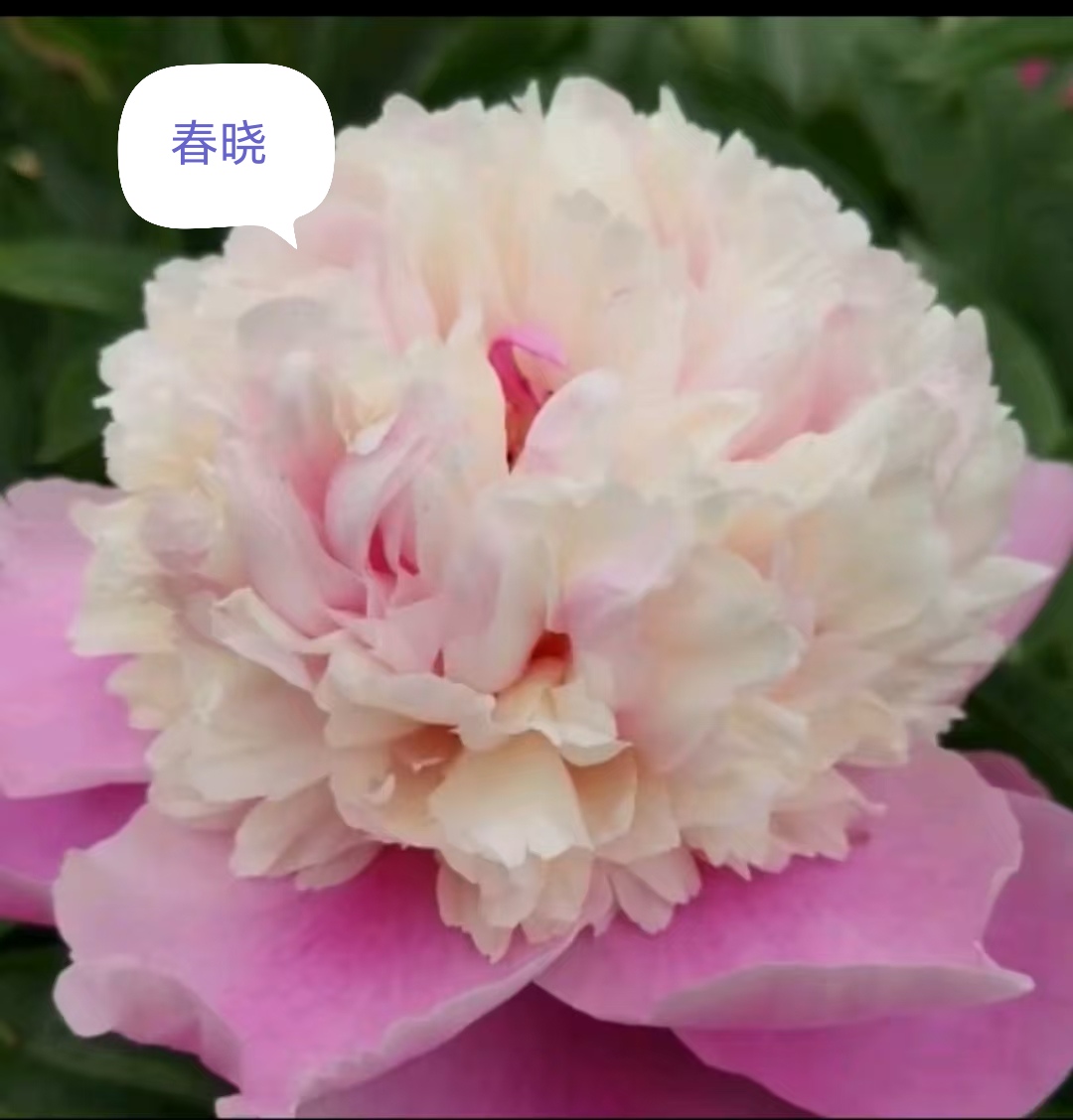 精品芍药苗【春晓】