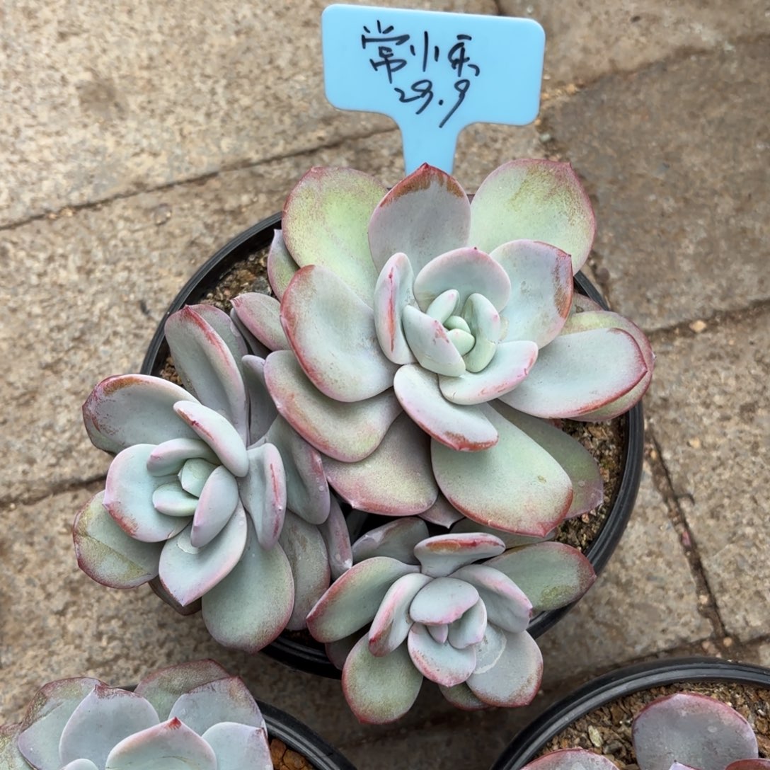 无花朵1111111111111111