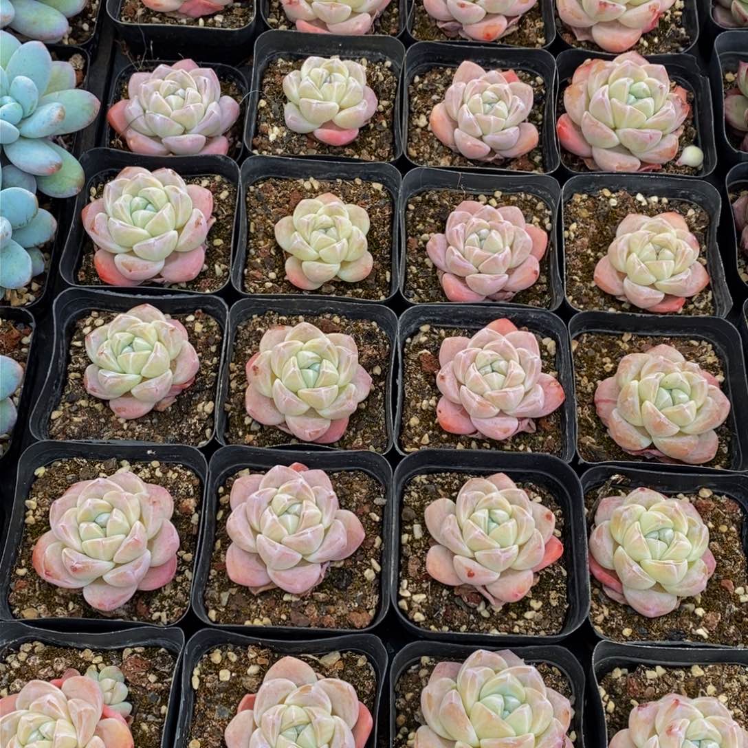 619多肉植物保护研究所所长的时候