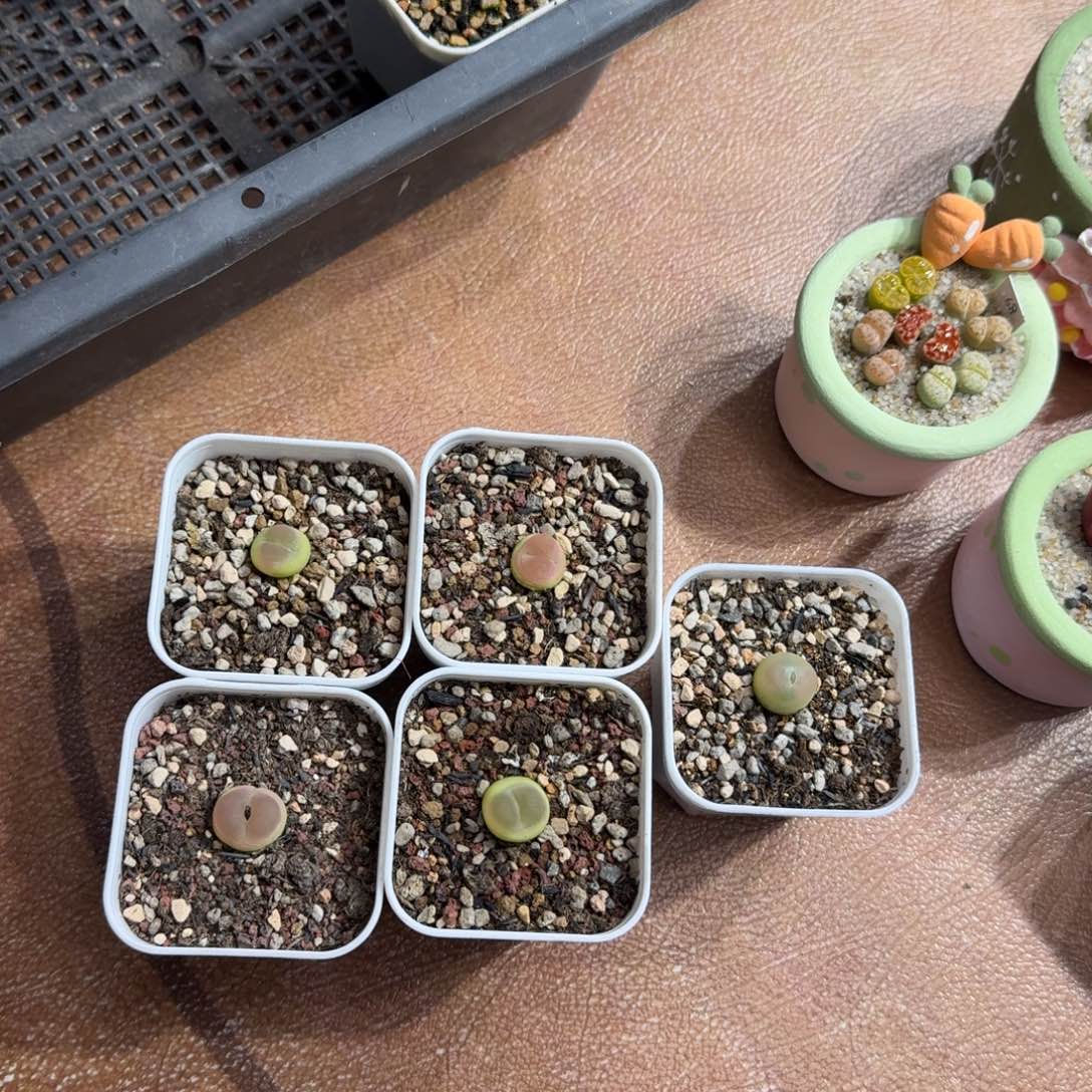 V***a1212:09拉登拉登拉登