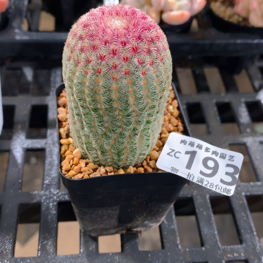 肉萌萌拇指盆精控多肉ZC193