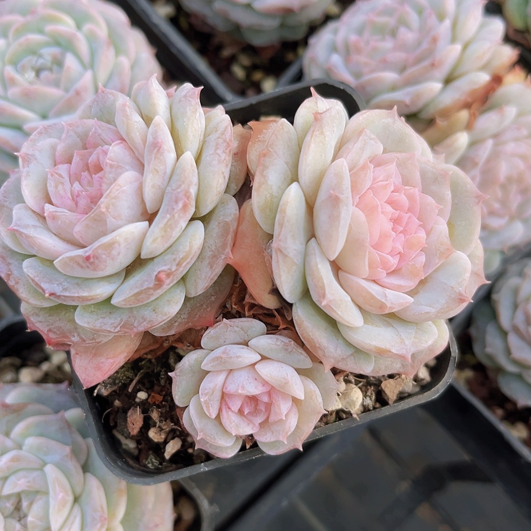 纯爱9公分999999“ooo